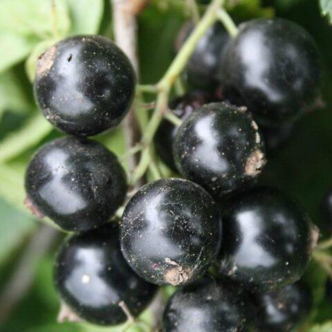 Blackcurrant Pilot: variety description, agricultural technology