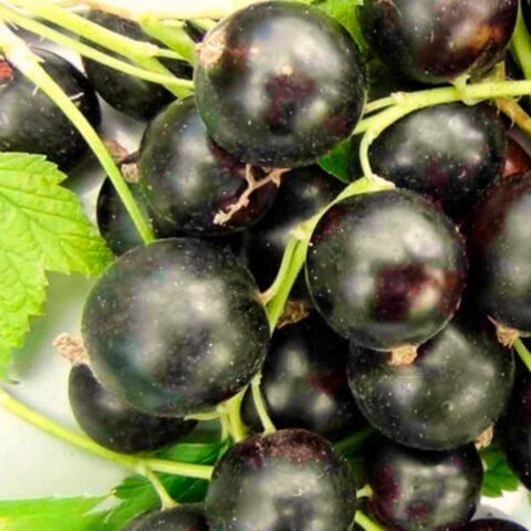 Blackcurrant Pilot: variety description, agricultural technology