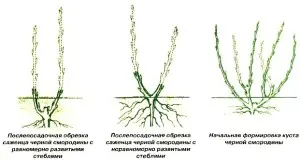 Blackcurrant: planting and care, soil and watering