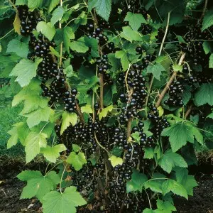 Blackcurrant: planting and care, soil and watering