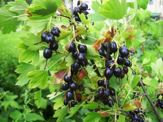 Blackcurrant pruning in autumn + video for beginners 