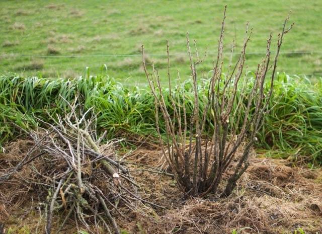 Blackcurrant pruning in autumn + video for beginners 