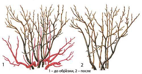 Blackcurrant pruning in autumn + video for beginners 