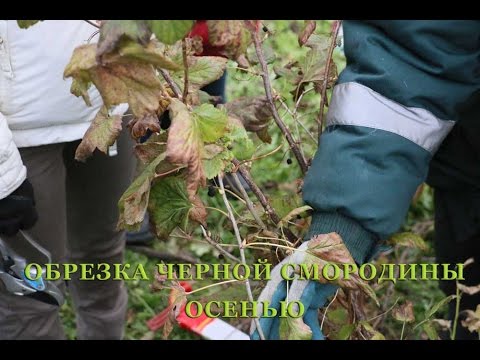 Blackcurrant pruning in autumn + video for beginners 