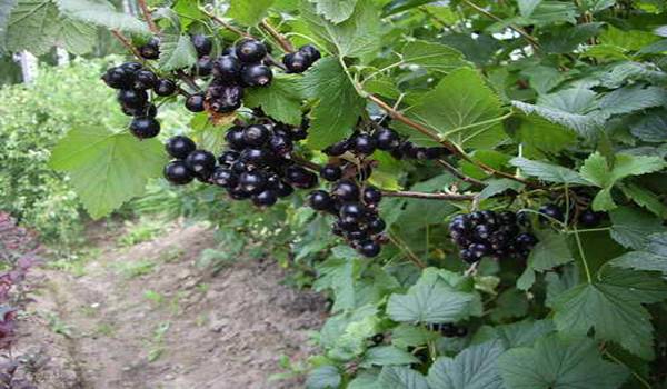 Blackcurrant pruning in autumn + video for beginners 