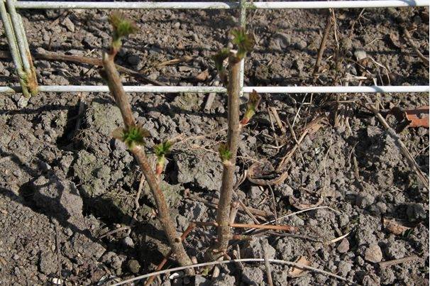 Blackcurrant pruning in autumn + video for beginners 