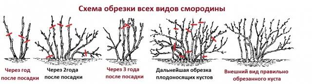 Blackcurrant pruning in autumn + video for beginners 