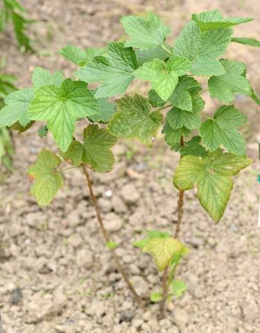 Blackcurrant Pygmy