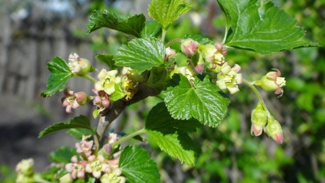 Blackcurrant Pygmy