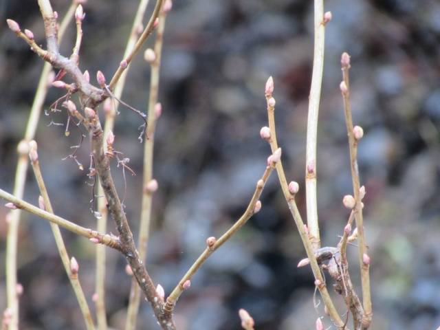 Blackcurrant Pygmy