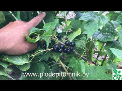 Blackcurrant Pygmy