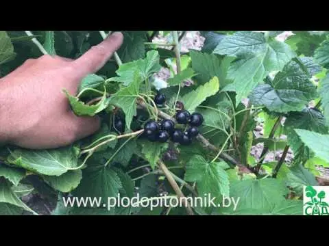 Blackcurrant Pygmy