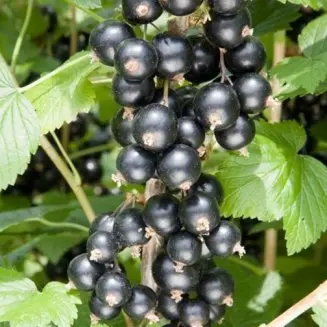 Blackcurrant Pygmy