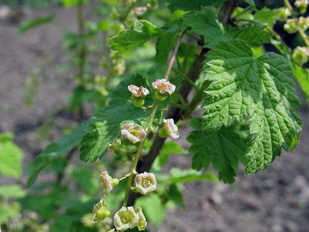 Blackcurrant Raisin