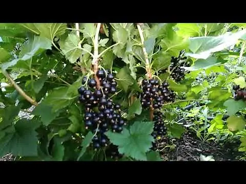 Blackcurrant Ruben (Ruben): description, planting and care