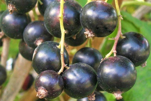 Blackcurrant Sevchanka: variety description, photos, reviews