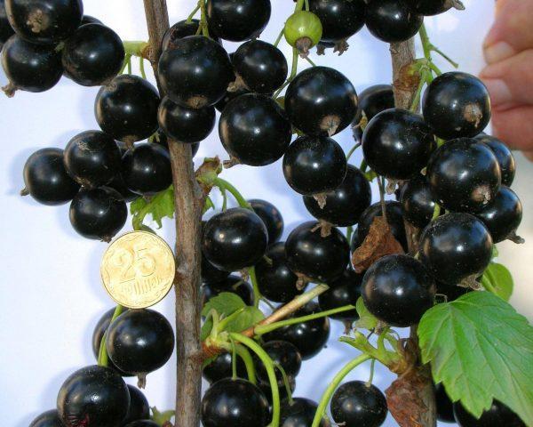 Blackcurrant Sevchanka: variety description, photos, reviews