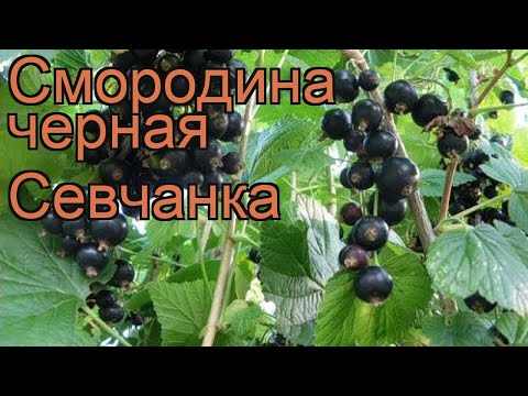 Blackcurrant Sevchanka: variety description, photos, reviews