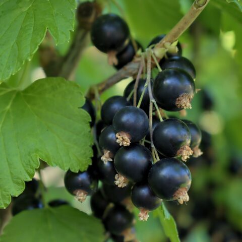 Blackcurrant Sibylla: variety description, photos, reviews, growing features