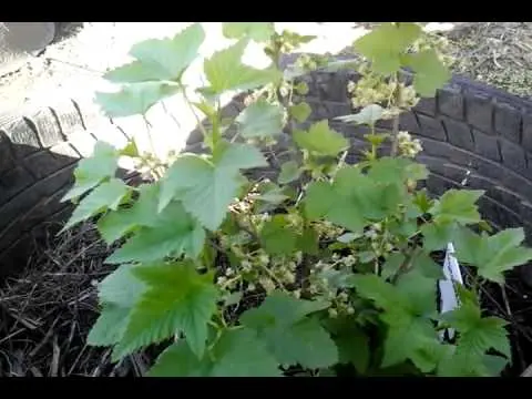 Blackcurrant Sibylla: variety description, photos, reviews, growing features