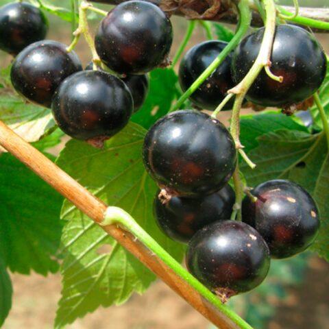 Blackcurrant Suyga: variety description, characteristics