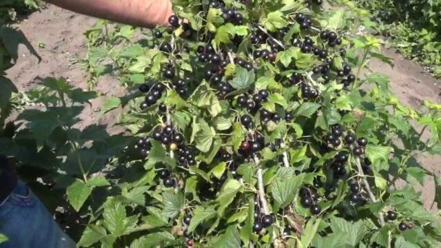 Blackcurrant Suyga: variety description, characteristics