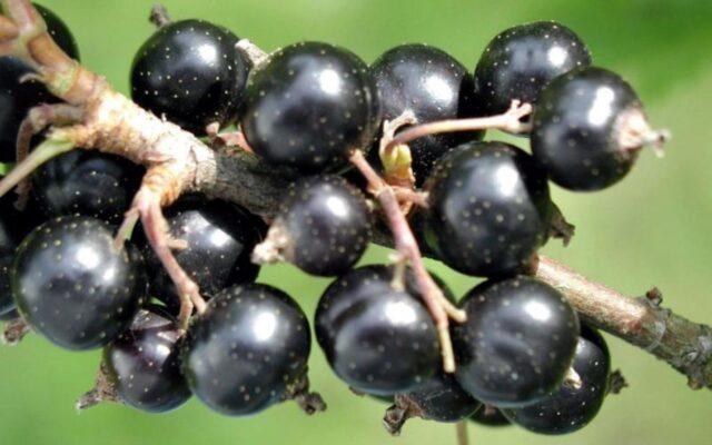 Blackcurrant Suyga: variety description, characteristics