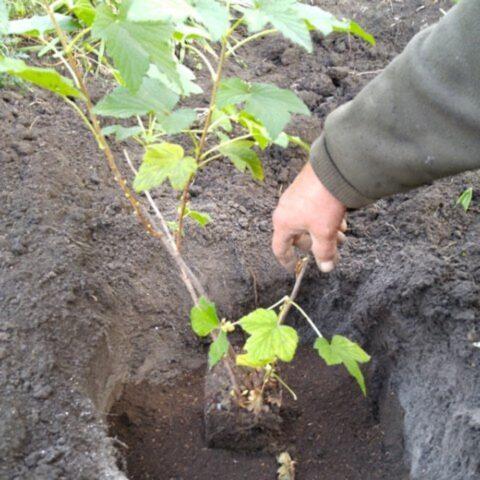 Blackcurrant Suyga: variety description, characteristics