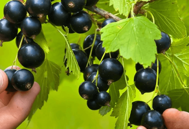 Blackcurrant Tale: description, planting and care