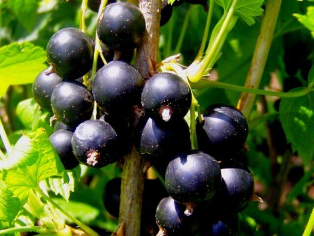 Blackcurrant Tale: description, planting and care