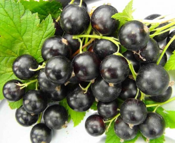 Blackcurrant Tale: description, planting and care