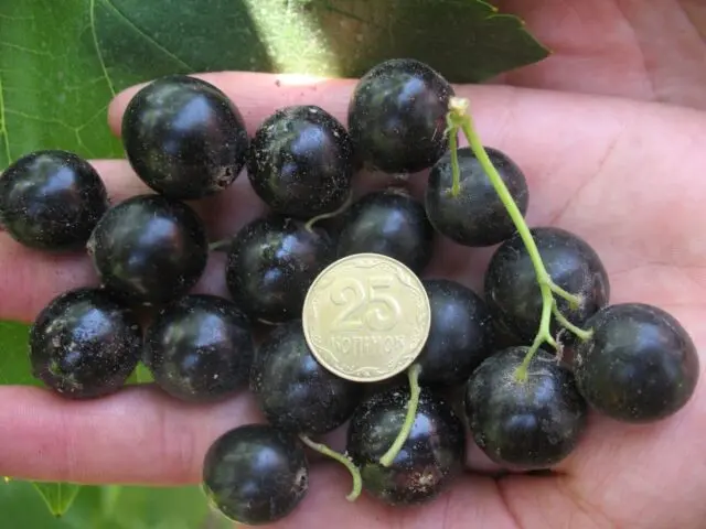 Blackcurrant Tamerlane: variety description, photos, reviews