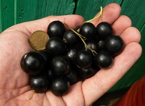 Blackcurrant: the sweetest and largest varieties