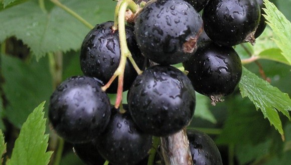 Blackcurrant: the sweetest and largest varieties