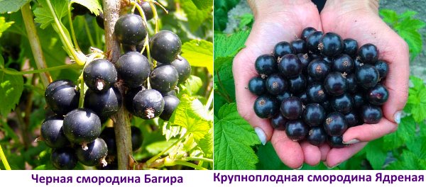 Blackcurrant: the sweetest and largest varieties