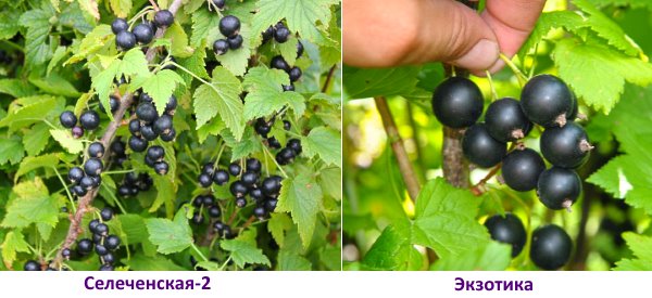 Blackcurrant: the sweetest and largest varieties