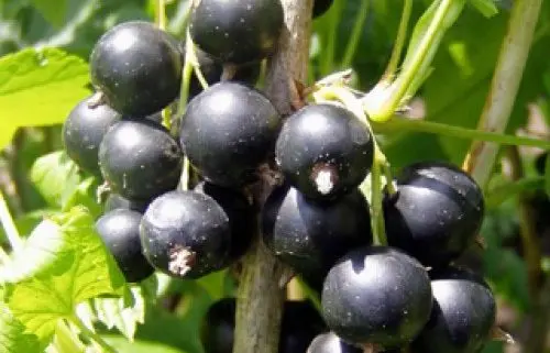 Blackcurrant: the sweetest and largest varieties