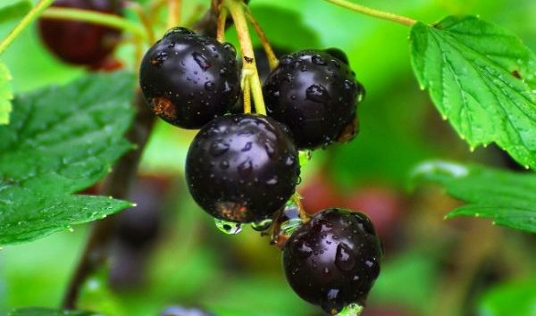 Blackcurrant: the sweetest and largest varieties