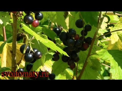 Blackcurrant: the sweetest and largest varieties