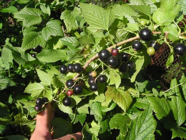 Blackcurrant Titania