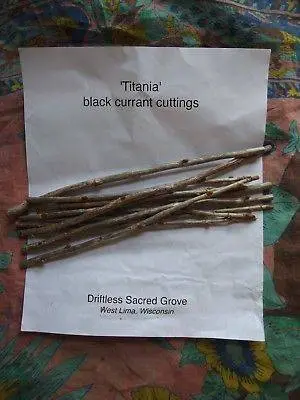 Blackcurrant Titania