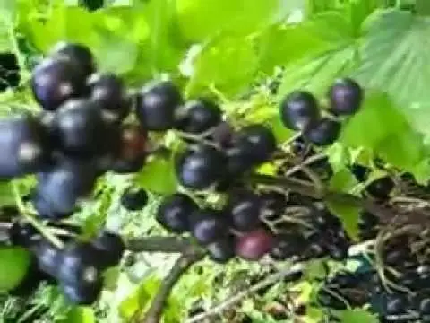 Blackcurrant Treasure