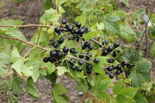 Blackcurrant Treasure