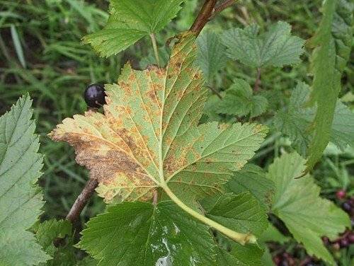 Blackcurrant Treasure