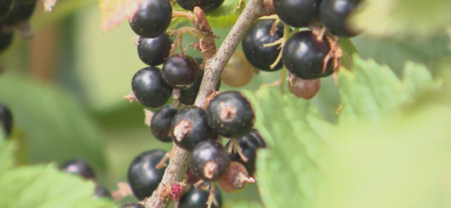 Blackcurrant Treasure