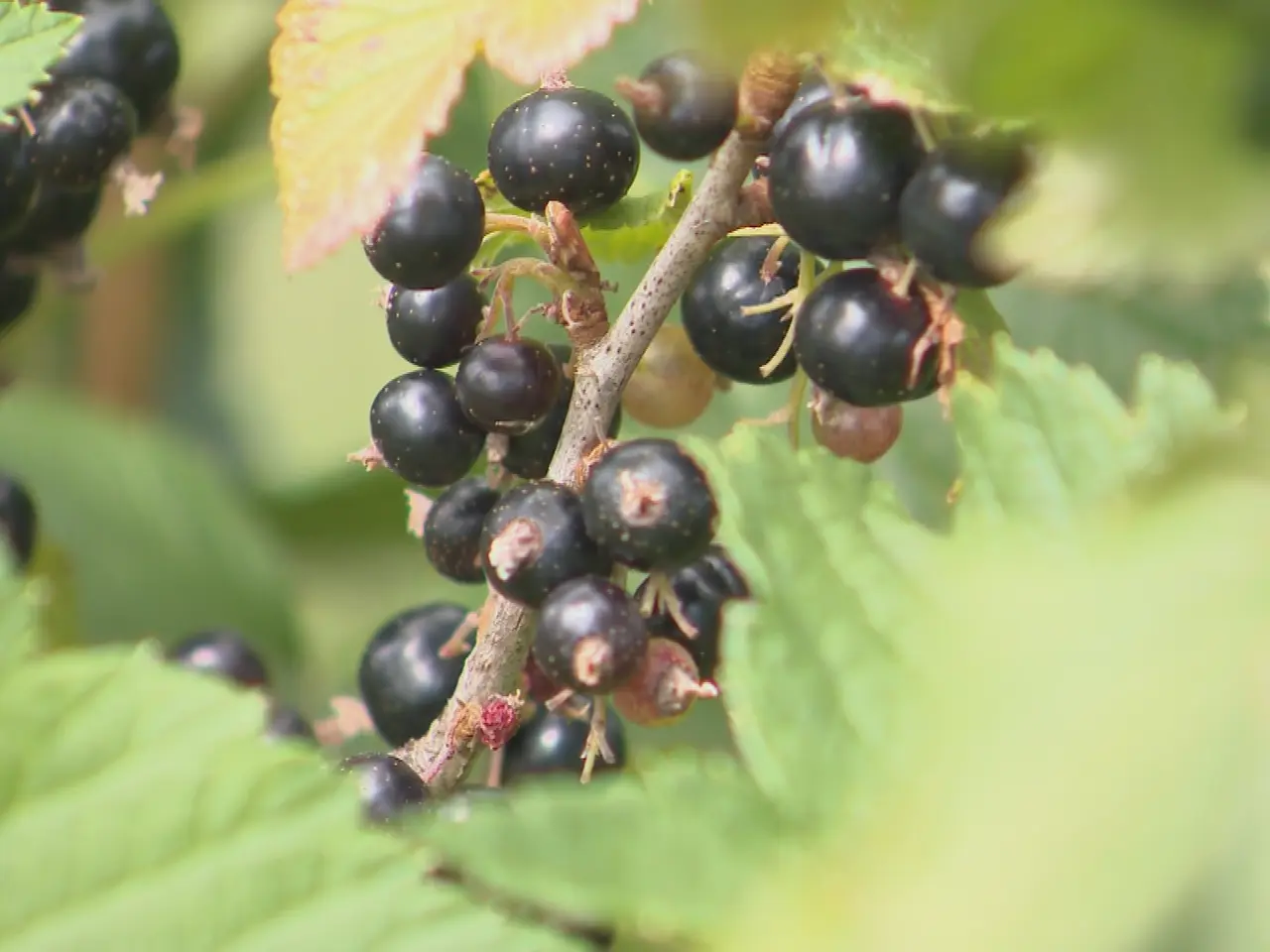 Blackcurrant Treasure