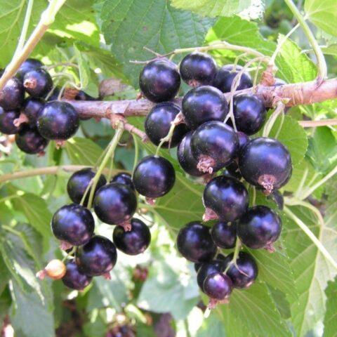 Blackcurrant variety Katyusha: description, photo, reviews