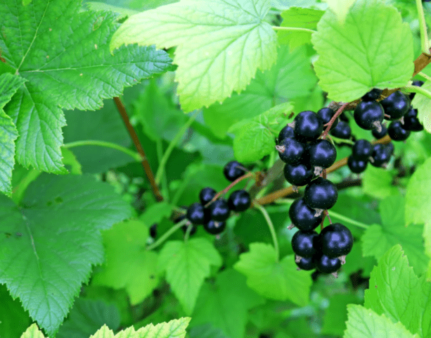 Blackcurrant variety Katyusha: description, photo, reviews