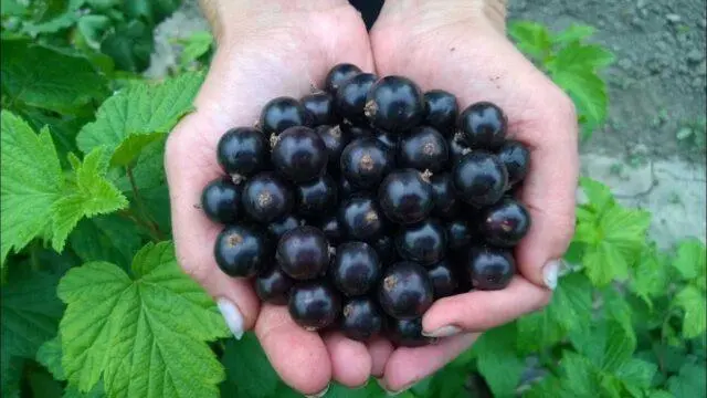 Blackcurrant variety Katyusha: description, photo, reviews