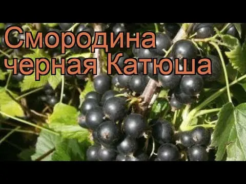 Blackcurrant variety Katyusha: description, photo, reviews